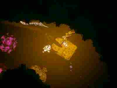 《弃海：波弟大冒险》评测：名字阻碍了这游戏的成功